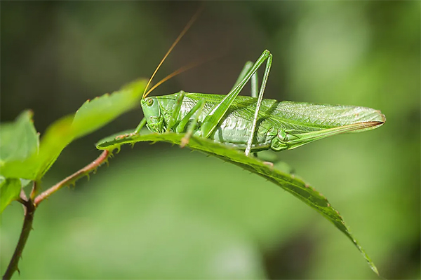 Grasshopper